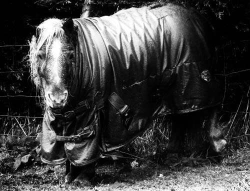 Caught in the Downpour